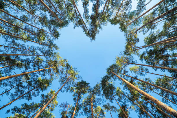 Pine trees in the forest form a heart shape their branches against a blue sky, a perspective view from the bottom up. Valentine's Day concept.