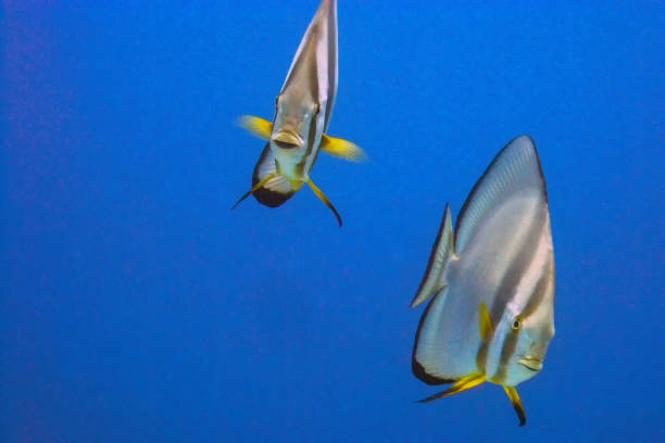 Circular Batfish (Platax orbicularis) in the Red Sea Circular Batfish (Platax orbicularis) in the Red Sea orbicular batfish stock pictures, royalty-free photos & images