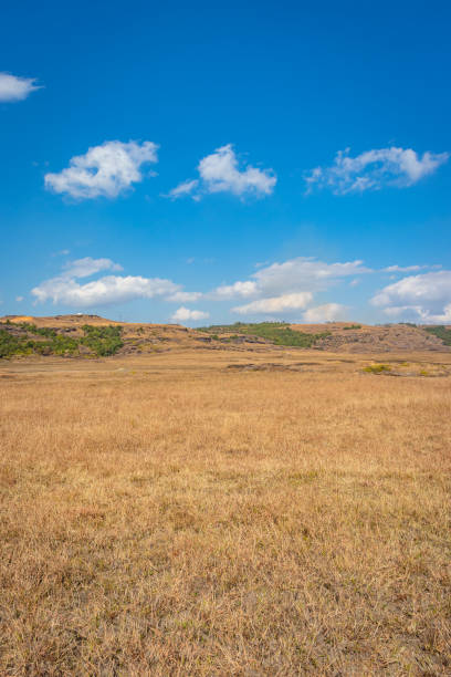 istock yellow grass countryside fields with bright blue sky at morning from flat angle 1366924010