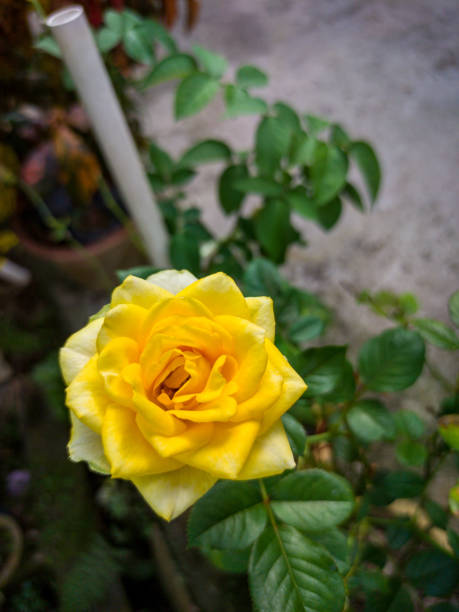 istock Beautiful yellow roses with beautiful background 1366924013