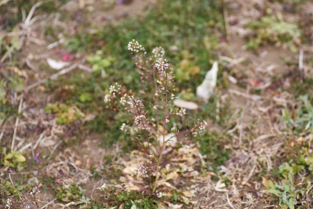 istock Shepherd's purse flowers in winter. 1366924368