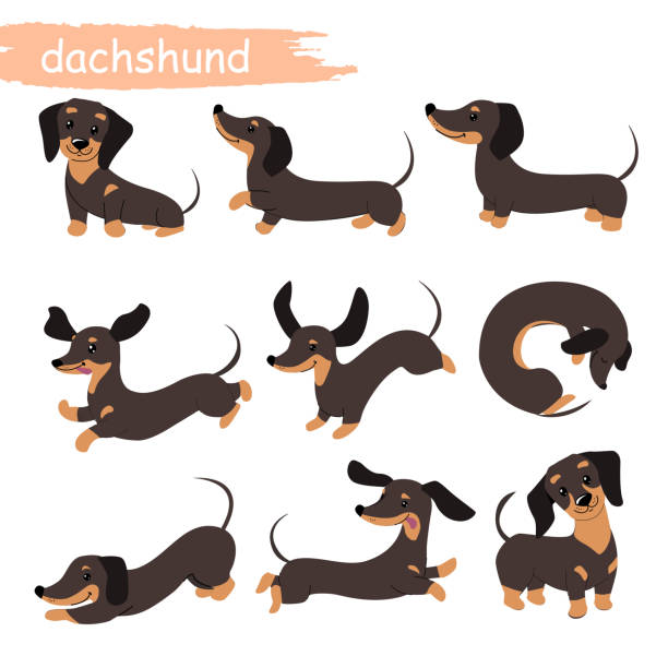 ilustrações, clipart, desenhos animados e ícones de conjunto de cães dachshund em diferentes poses. ilustração de desenho animado vetorial. animal de estimação doméstico. design para impressão - basset alemão