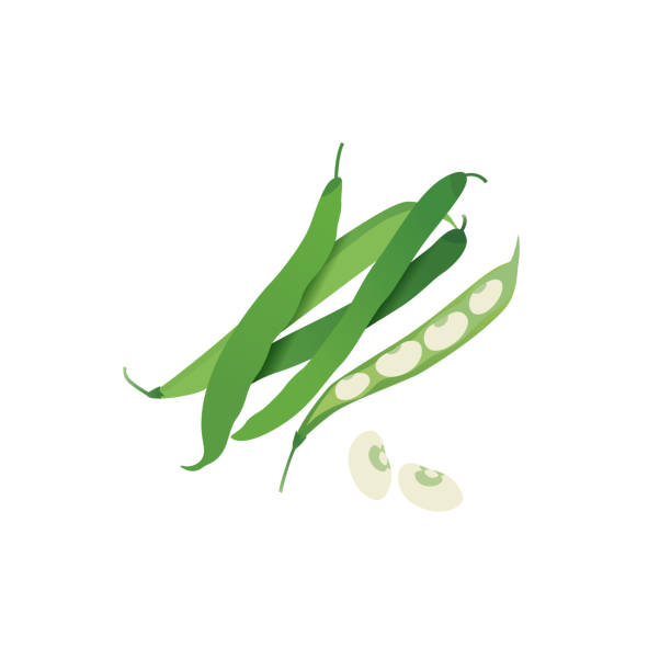 Green bean pods Green bean pods, opened pod with beans, healthy eating, source of protein food, flat vector style illustration green bean stock illustrations