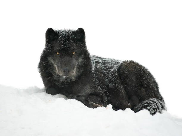 Lying on the snow Canadian black wolf isolated on white background