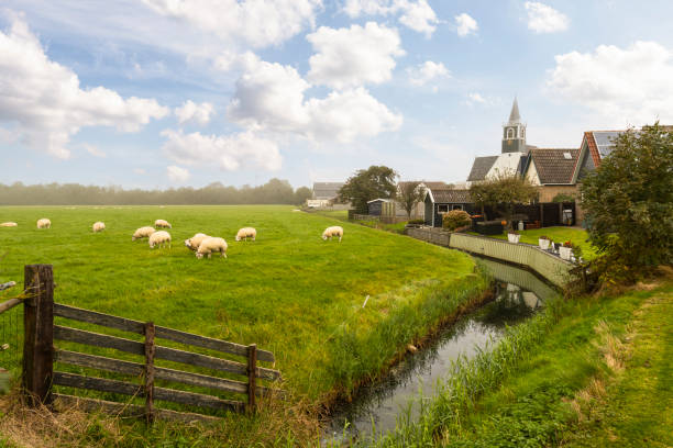 sheep graze peacefully near the village of oudeschild on the dutch island of texel. - oudeschild imagens e fotografias de stock