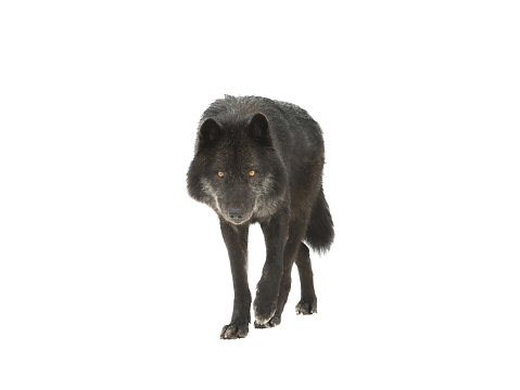 Lobo negro canadiense caminando aislado sobre fondo blanco photo