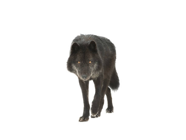 walking canadian black wolf isolated on white background walking canadian black wolf isolated on white background wolf stock pictures, royalty-free photos & images