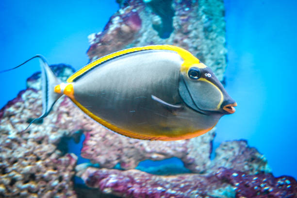 istock Naso Tang - tropical grey and yellow fish 1366929034