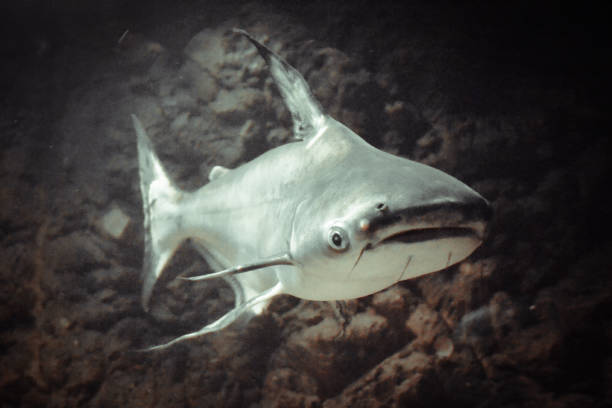 istock Pangasianodon hypoththalmus/ grey shark 1366929048