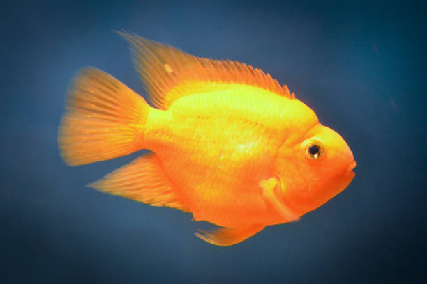 istock Yellow and orange parrot cichlid 1366929065