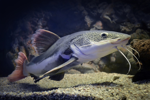 Phractocephalus hemioliopterus/ grey, spotted, redtail catfish, gravel on battom of an aquarium, rocks in background.
