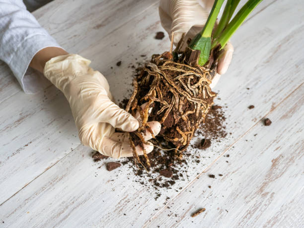 eine behandschuhte hand zeigt die beschädigten erkrankten orchideenwurzeln auf dem tisch. nahaufnahme der betroffenen orchideenwurzeln. die pflanze muss umgepflanzt werden. - verfault stock-fotos und bilder