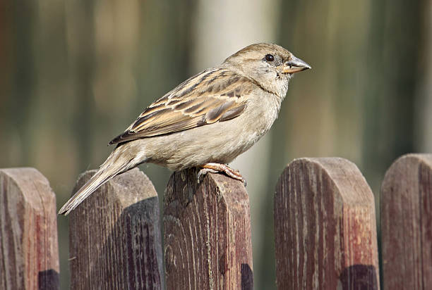 istock Sparrow on wooden fence 136693062