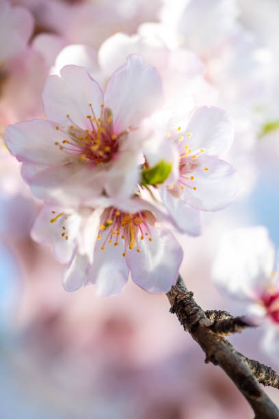 istock the beauty of nature - spring is coming 1366931168