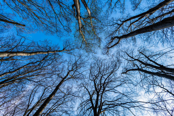 dossel de árvores nuas em floresta decídua no céu azul vista para cima, copas de árvores - treetop sky tree tree canopy - fotografias e filmes do acervo