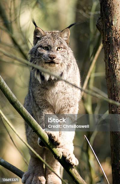Animal De Bobcat Pratica Árvore E Activamente Começa A Localizar Rapina - Fotografias de stock e mais imagens de América do Norte
