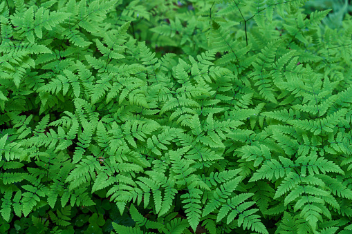 VALLDAL, NORWAY - 2020 JUNE 03. Fresh green leafs of Gymnocarpium Dryopteris plumosum.