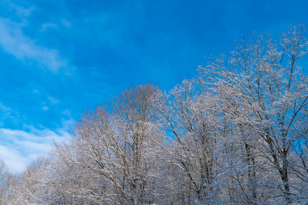 Frosty deciduous trees in snow forest in winter skyward on blue sky.