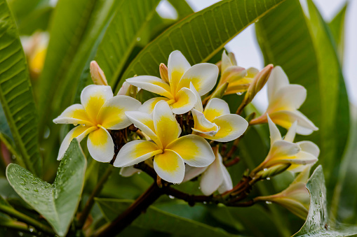 White and yellow Frangipani flowers in full bloom