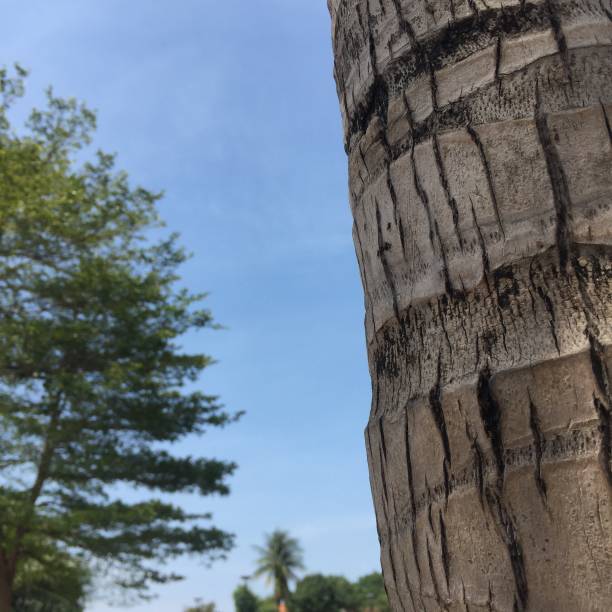 Close up of a tree trunk with a high tree nature background under a blue sky.