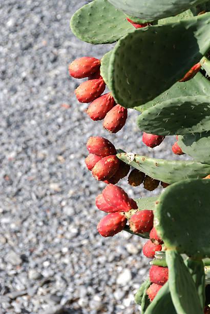 figs of india figs of india on the beach in Camogli fico d'india stock pictures, royalty-free photos & images