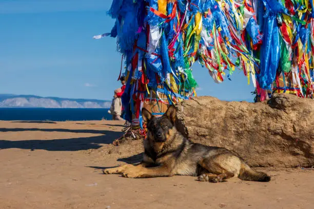 Brown dog is lying near colorful ribbons in sacred buryat place on cape Burkhan in Khuzhir village in Olkhon island, lake Baikal, Russia in sunny autumn day