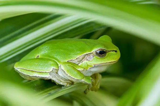 Photo of Little green frog