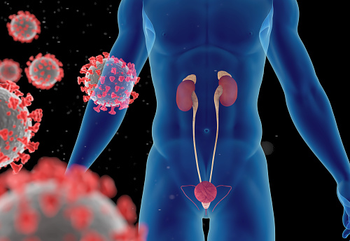 3D illustration of a virus infection (coronavirus, viral pneumonia or influenza) and the risks of complications for the urinary system (kidneys,bladder,ureter). Front view. Isolated on black background. Great to be used in medicine works and health.