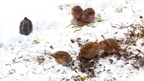 Partridges. Several partridges on a winter snowy meadow. Wild birds.