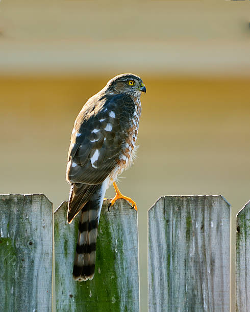 Sharp-shinned Hawk, Accipiter striatus Juvenile Sharp-Shinned Hawk, Accipiter striatus, perched on a fence in an urban neighborhood in Oklahoma City, Oklahoma. These birds often hunt in yards with bird feeders, so they might catch and eat songbirds. accipiter striatus stock pictures, royalty-free photos & images
