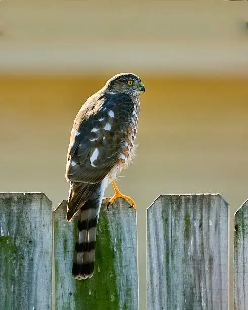 Juvenile Sharp-Shinned Hawk, Accipiter striatus, perched on a fence in an urban neighborhood in Oklahoma City, Oklahoma. These birds often hunt in yards with bird feeders, so they might catch and eat songbirds.