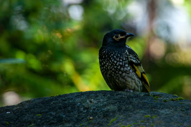 Critically endangered regent honeyeater perched on rock The Anthochaera phrygia or regent honeyeater is a critically endangered bird endemic to southeastern Australia. honeyeater stock pictures, royalty-free photos & images