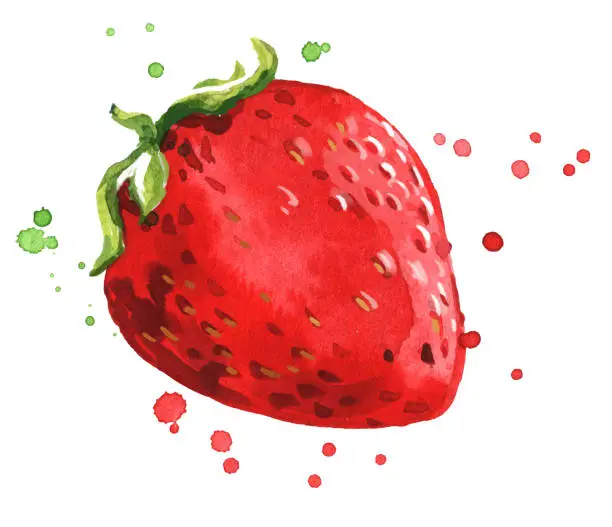 Vector illustration of Fresh ripe red strawberry watercolor illustration