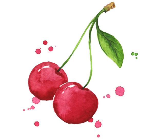 fresh ripe sweet cherry watercolor illustration - kiraz illüstrasyonlar stock illustrations