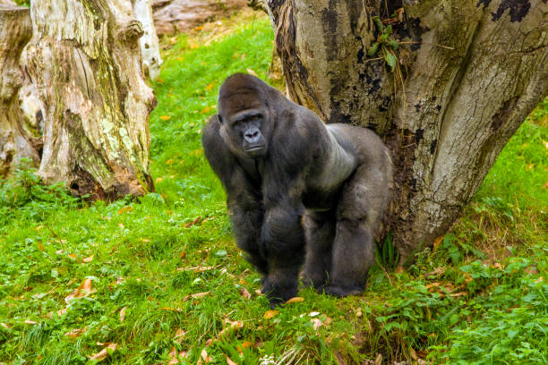 silverback gorilla. jersey, uk - gorilla zoo animal silverback gorilla imagens e fotografias de stock