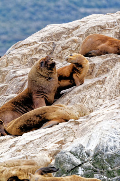 istock Seals and sea lions, Beagle Channel - Argentina 1366948033
