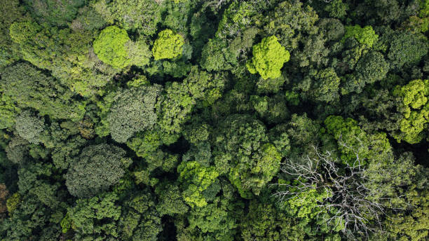 istock green forest in ungaran mountain 1366948206