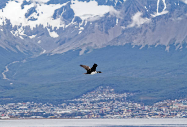 istock Cormorant flying in the Beagle Channel - Ushuaia 1366948225