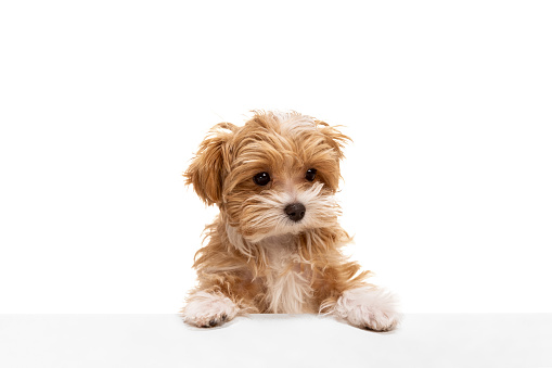 Little friend. Beautiful dog, maltipoo golden color posing isolated over white background. Concept of motion, beauty, vet, breed, pets, animal life. Copy space for ad, design and text. Looks delighted