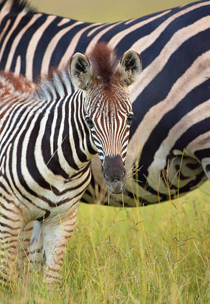 istock Herd of zebras African Equids 136694832