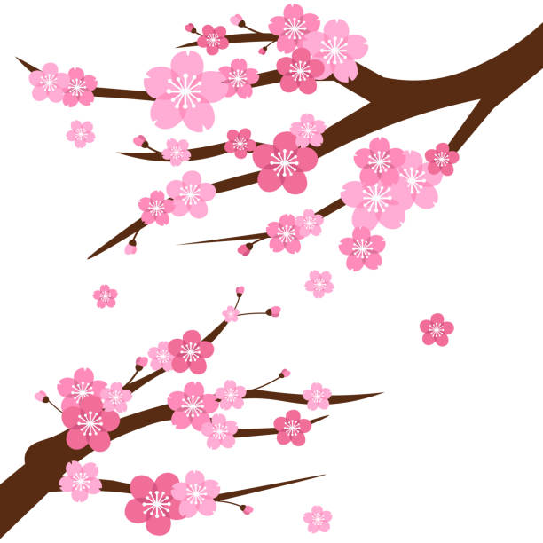 illustrazioni stock, clip art, cartoni animati e icone di tendenza di albero di fiori di ciliegio - blossom growth single flower cherry blossom