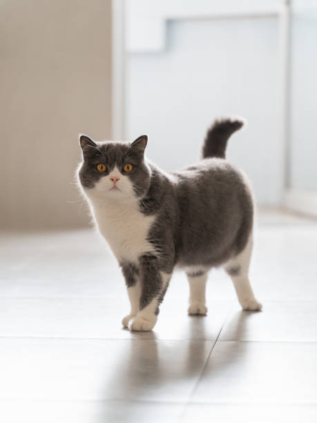 istock Cute british shorthair cat, indoor shot 1366948542