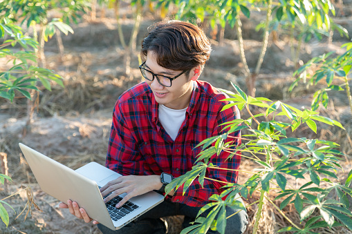 Asian men use laptop check tapioca fram. new technology agriculture. cassava plantation. cassava stalk on blue Sky background.