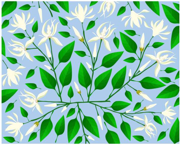 Background of Michelia Alba or White Champaca on Tree Beautiful Flower, Illustration Background of White Michelia Alba or White Champaca Flowers with Green Leaves on Tree Branches. champak stock illustrations
