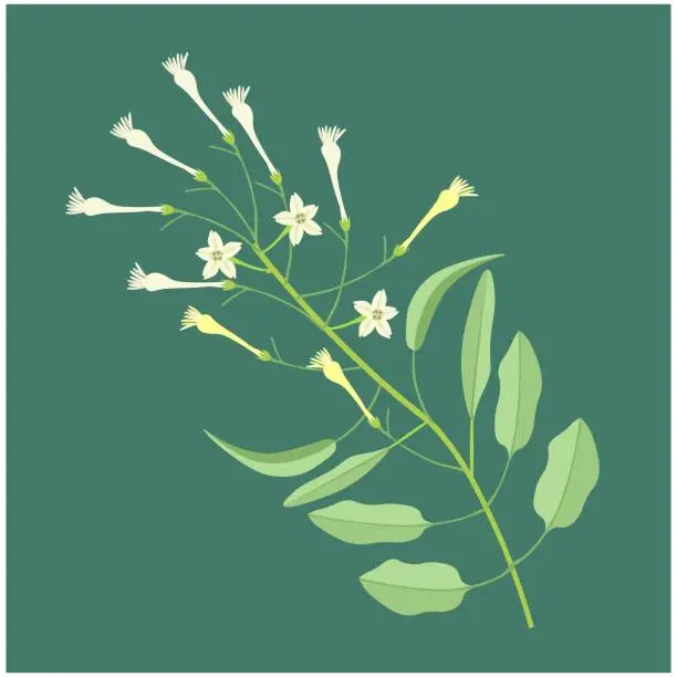 Vector illustration of Bunch of White Tuberose Flowers or Night Blooming Jasmine