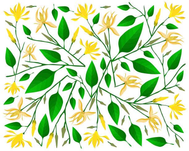 Beautiful Champaka or Magnolia Champaca Flowers Background Beautiful Flower, Illustration Background of Yellow Champaka or Magnolia Champaca Flowers with Green Leaves on Tree Branches. champak stock illustrations