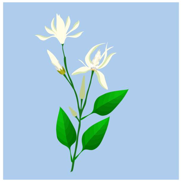 Michelia Alba or White Champaca on Tree Beautiful Flower, Illustration of White Michelia Alba or White Champaca Flowers with Green Leaves on Tree Branches. champak stock illustrations