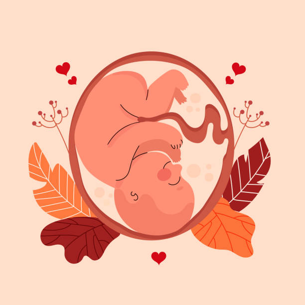 ilustrações de stock, clip art, desenhos animados e ícones de hand drawn fetus illustration vector illustration - placenta baby childbirth newborn