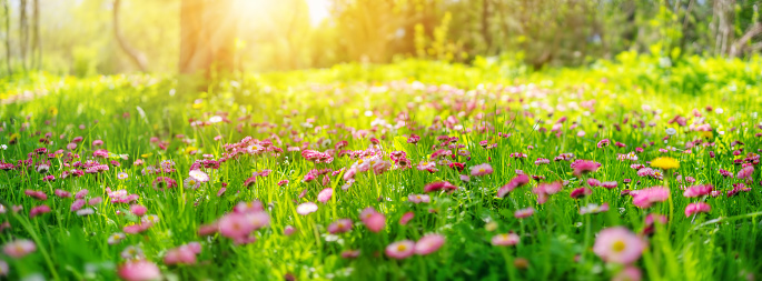 Meadow with lots of white and pink spring daisy flowers and yellow dandelions in sunset. Nature floral background in early summer with fresh green grass