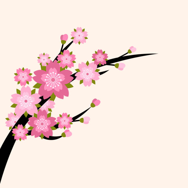 illustrazioni stock, clip art, cartoni animati e icone di tendenza di ciliegio - blossom growth single flower cherry blossom